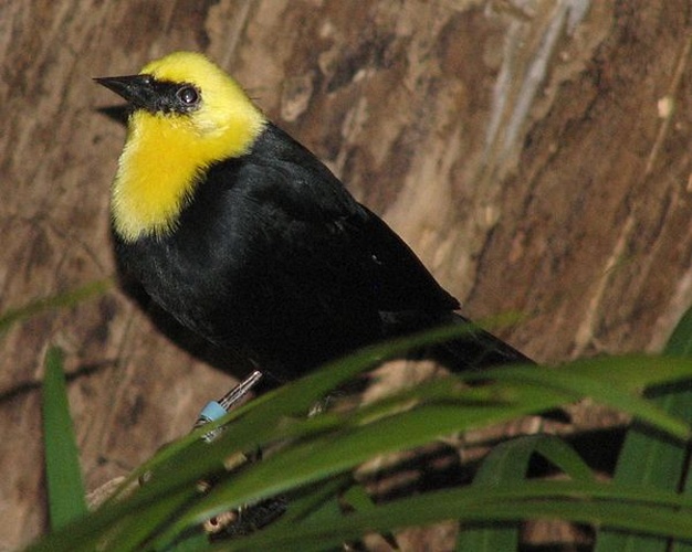 Yellow-hooded blackbird © Ltshears - Trisha M Shears