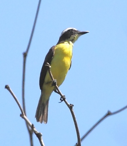 Yellow-throated Flycatcher © <a href="//commons.wikimedia.org/wiki/User:Hector_Bottai" title="User:Hector Bottai">Hector Bottai</a>