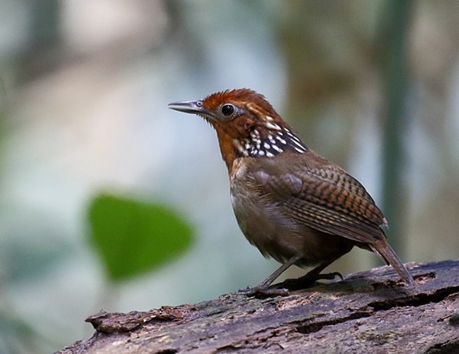 Musician Wren &copy; <a href="//commons.wikimedia.org/wiki/User:Hector_Bottai" title="User:Hector Bottai">Hector Bottai</a>