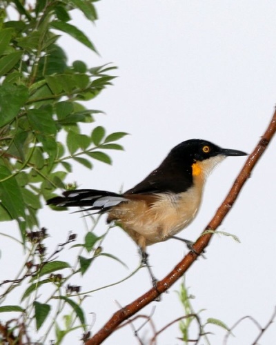 Black-capped Donacobius © <a rel="nofollow" class="external text" href="https://www.flickr.com/people/64565252@N00">Lip Kee Yap</a> from Singapore, Republic of Singapore