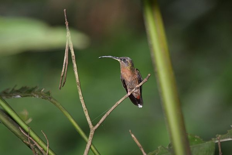 Rufous-breasted Hermit © <a rel="nofollow" class="external text" href="https://www.flickr.com/people/9765210@N03">Dominic Sherony</a>