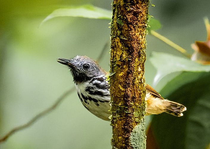 Spot-backed Antbird &copy; <a href="//commons.wikimedia.org/wiki/User:Hector_Bottai" title="User:Hector Bottai">Hector Bottai</a>