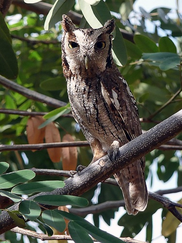 Tropical Screech Owl © <a rel="nofollow" class="external text" href="https://www.flickr.com/photos/33929016@N08">Raul Herbster</a>