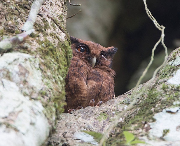 Tawny-bellied Screech Owl &copy; <a href="//commons.wikimedia.org/w/index.php?title=User:Nomdeploom&amp;action=edit&amp;redlink=1" class="new" title="User:Nomdeploom (page does not exist)">Gary L. Clark</a>