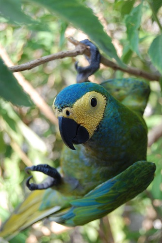 Red-bellied Macaw © <a rel="nofollow" class="external text" href="https://www.flickr.com/photos/26022184@N03">A C Moraes</a>