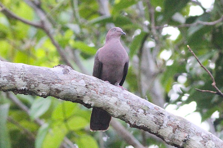 Plumbeous Pigeon © <a rel="nofollow" class="external text" href="https://www.flickr.com/people/9919745@N03">Ron Knight</a> from Seaford, East Sussex, United Kingdom