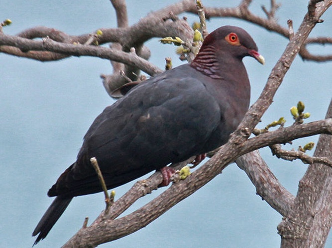 Scaly-naped Pigeon © <a href="//commons.wikimedia.org/wiki/User:DickDaniels" title="User:DickDaniels">DickDaniels</a>  (<a rel="nofollow" class="external free" href="http://carolinabirds.org/">http://carolinabirds.org/</a>)