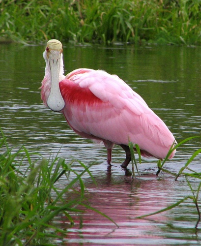 Roseate Spoonbill © <a href="//commons.wikimedia.org/wiki/User:Mwanner" title="User:Mwanner">User:Mwanner</a>