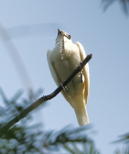 White Bellbird © <a href="//commons.wikimedia.org/wiki/User:Hector_Bottai" title="User:Hector Bottai">Hector Bottai</a>