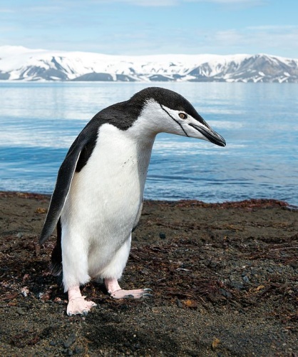 Pygoscelis antarcticus &copy; <bdi><a href="https://en.wikipedia.org/wiki/en:Christopher_Michel" class="extiw" title="w:en:Christopher Michel">Christopher Michel</a>
</bdi>
