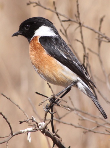African stonechat © <a rel="nofollow" class="external text" href="https://www.flickr.com/people/93242958@N00">Derek Keats</a> from South Africa