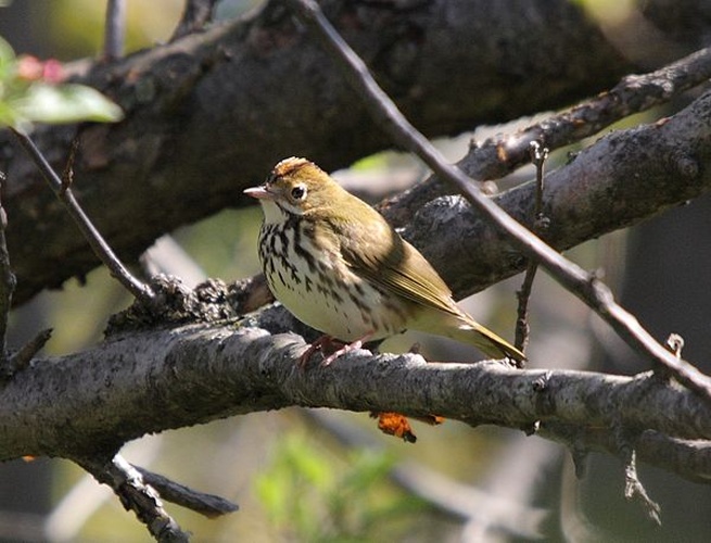 Ovenbird © <a href="//commons.wikimedia.org/wiki/User:Cephas" title="User:Cephas">Cephas</a>