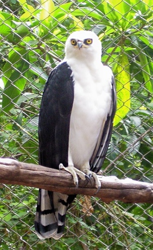 Black-and-white Hawk-Eagle © Mateus Hidalgo