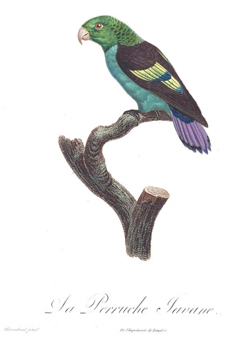 Lilac-tailed Parrotlet © <bdi><a href="https://en.wikipedia.org/wiki/en:Jacques_Barraband" class="extiw" title="w:en:Jacques Barraband">Jacques Barraband</a>
</bdi>