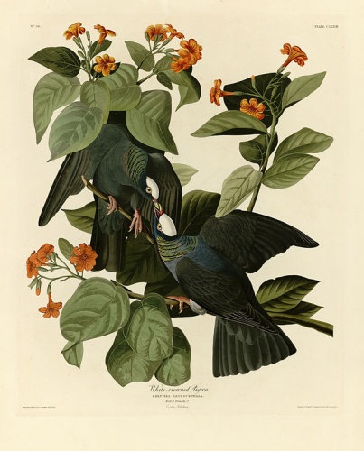 White-crowned Pigeon &copy; <bdi><a href="https://en.wikipedia.org/wiki/en:John_James_Audubon" class="extiw" title="w:en:John James Audubon">John James Audubon</a>
</bdi>