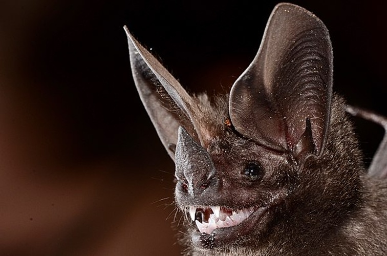 Pygmy Round-eared Bat © <a href="//commons.wikimedia.org/wiki/User:Desmodus" title="User:Desmodus">Desmodus</a>