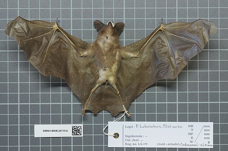 Schultz's Round-eared Bat &copy; 