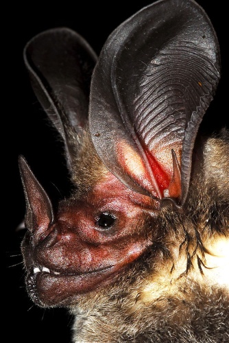 White-throated Round-eared Bat © <a href="//commons.wikimedia.org/wiki/User:Desmodus" title="User:Desmodus">Desmodus</a>