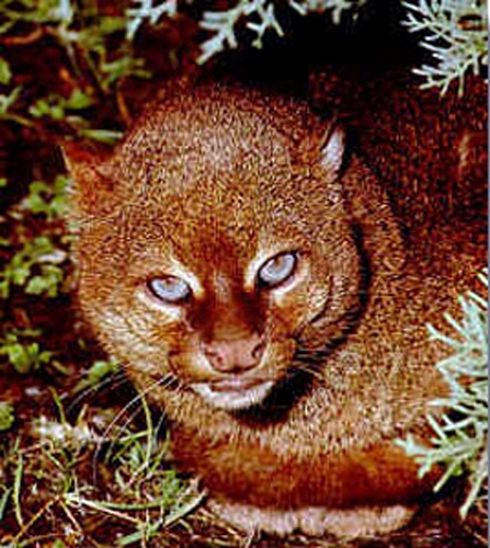 jaguarundi &copy; U.S. Fish and Wildlife Service