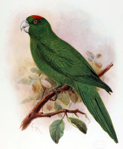 Guadeloupe Parakeet &copy; <ul><li>
<a href="//commons.wikimedia.org/wiki/File:Extinctbirds1907_P16_Conurus_labati0313.png" title="File:Extinctbirds1907 P16 Conurus labati0313.png">Extinctbirds1907_P16_Conurus_labati0313.png</a>: <div class="vcard"></div>
</li></ul>
<table class="toccolours collapsible collapsed" cellpadding="2" cellspacing="0" style="direction:ltr; text-align:left; border-collapse:collapse; background:#f0f0ff; border:1px solid #aaa;" lang="en"><tbody>
<tr valign="top">
<th colspan="4" style="background-color:#e0e0ee; font-weight:bold; border:1px solid #aaa;">
<span class="fn" id="creator"><bdi><a href="https://en.wikipedia.org/wiki/en:John_Gerrard_Keulemans" class="extiw" title="w:en:John Gerrard Keulemans">John Gerrard Keulemans</a>
</bdi></span> (1842–1912) <a href="//commons.wikimedia.org/wiki/Creator:John_Gerrard_Keulemans" title="Creator:John Gerrard Keulemans"><img alt="Blue pencil.svg" src="https://upload.wikimedia.org/wikipedia/commons/thumb/7/73/Blue_pencil.svg/15px-Blue_pencil.svg.png