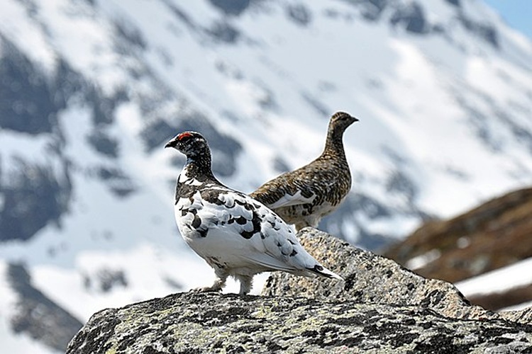 Rock Ptarmigan © <a href="//commons.wikimedia.org/wiki/User:Jafro" title="User:Jafro">Jan Frode Haugseth</a>