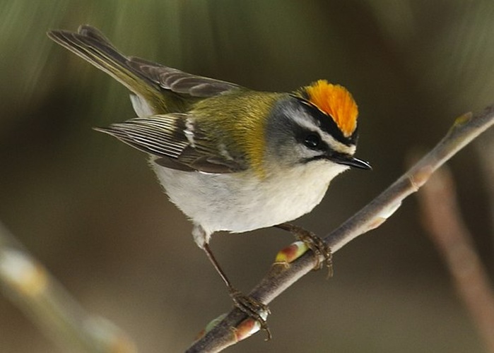 Common Firecrest © <a href="//commons.wikimedia.org/wiki/User:TonyCastro" title="User:TonyCastro">TonyCastro</a>