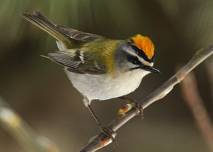 Common Firecrest © <a href="//commons.wikimedia.org/wiki/User:TonyCastro" title="User:TonyCastro">TonyCastro</a>
