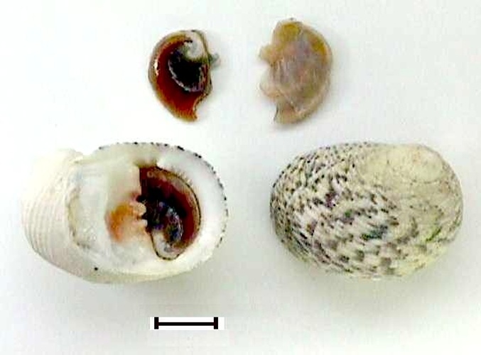 Nerita peloronta © <a href="//commons.wikimedia.org/wiki/User:Veronidae" title="User:Veronidae">Veronidae</a>