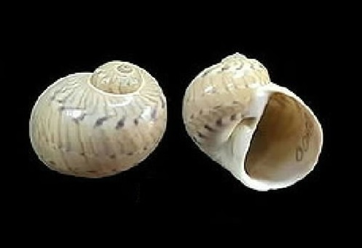 Naticarius canrena © <a href="//commons.wikimedia.org/wiki/User:Veronidae" title="User:Veronidae">Veronidae</a>