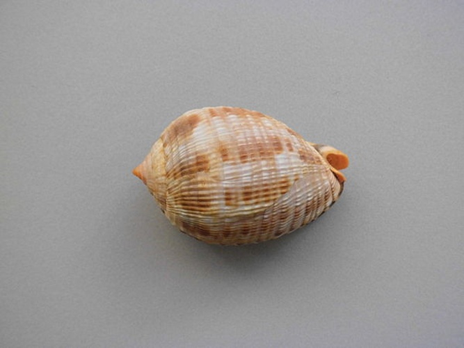 Cypraecassis testiculus © <a href="//commons.wikimedia.org/wiki/User:Veronidae" title="User:Veronidae">Veronidae</a>