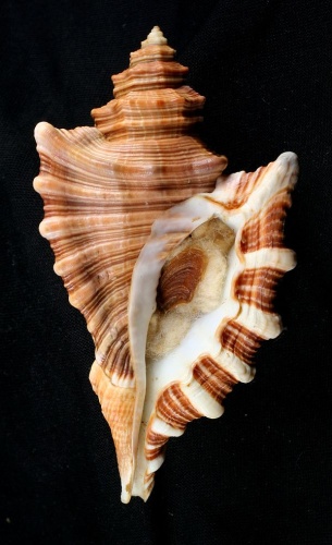 Cymatium femorale © <a href="//commons.wikimedia.org/wiki/User:Shellnut" title="User:Shellnut">Shellnut</a>