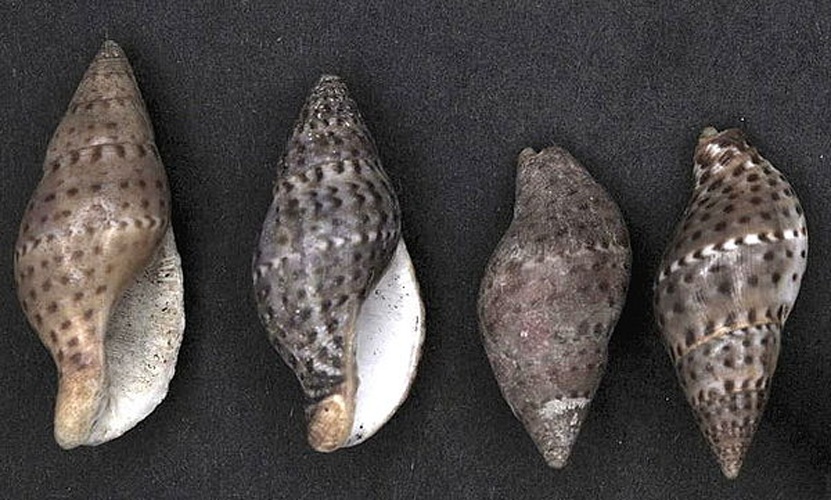 Pisania pusio &copy; Naturalis Biodiversity Center