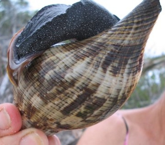 Fasciolaria tulipa © <a rel="nofollow" class="external text" href="https://www.flickr.com/photos/whita/">WhitA</a>