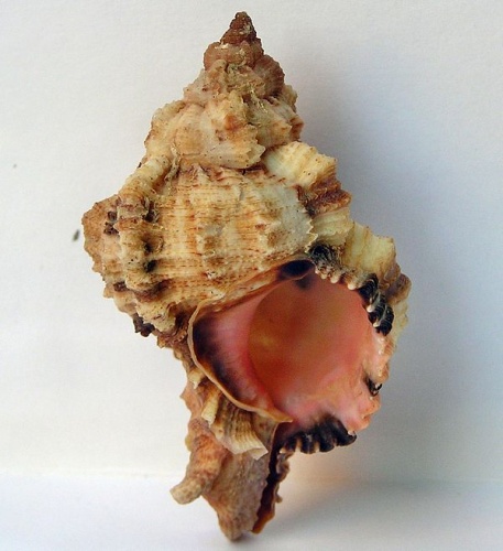 Phyllonotus pomum © Jan Delsing