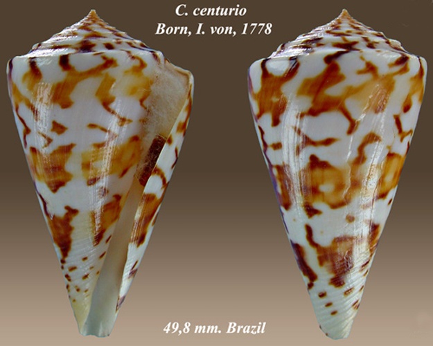 Conus centurio &copy; <a href="//commons.wikimedia.org/wiki/User:Almed2" title="User:Almed2">Almed2</a>