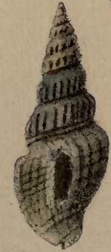 Clathrodrillia gibbosa &copy; George Washington Tryon