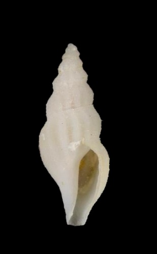 Cryoturris fargoi © Credit:MNHN - Alexandre LARDEUR - 2017  Project:RECOLNAT