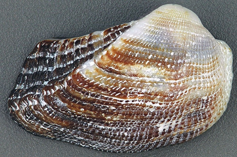 Arca imbricata © <a rel="nofollow" class="external text" href="https://www.flickr.com/people/47445767@N05">James St. John</a>