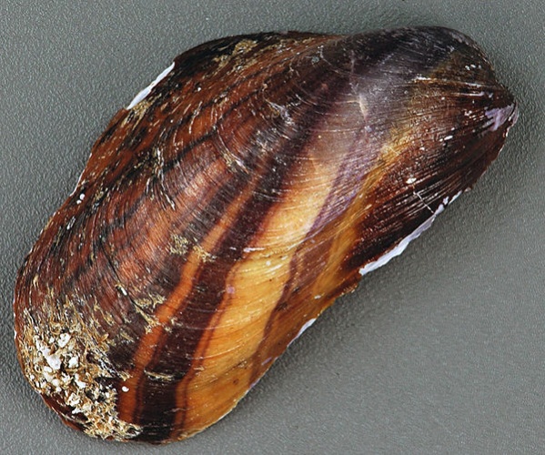 Modiolus americanus © <a rel="nofollow" class="external text" href="https://www.flickr.com/people/47445767@N05">James St. John</a>