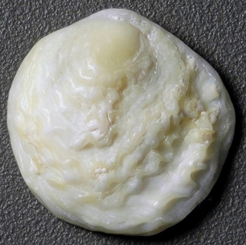 Chama macerophylla © <a rel="nofollow" class="external text" href="https://www.flickr.com/people/47445767@N05">James St. John</a>