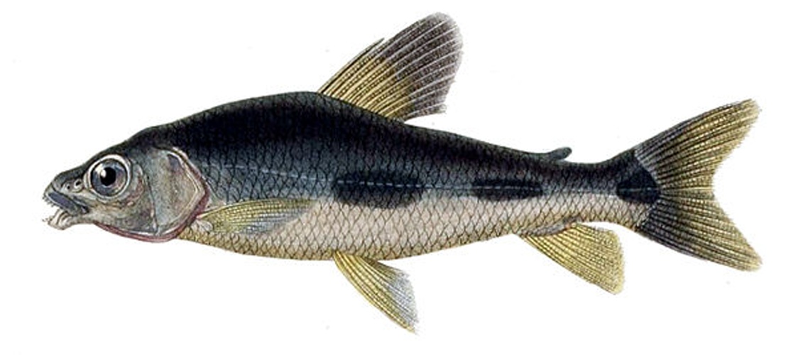 Leporinus acutidens © <bdi><a href="https://www.wikidata.org/wiki/Q18508574" class="extiw" title="d:Q18508574">Paul Louis Oudart</a>
</bdi>