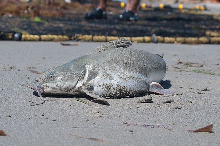 Sciades herzbergii © <a href="//commons.wikimedia.org/wiki/User:The_Photographer" class="mw-redirect" title="User:The Photographer">The Photographer</a>