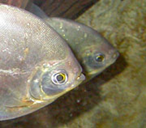 Myloplus rubripinnis © Curtis Clark, or Cal Poly Pomona. <a rel="nofollow" class="external autonumber" href="http://www.csupomona.edu/~biotrek/about/credits.html">[1]</a>