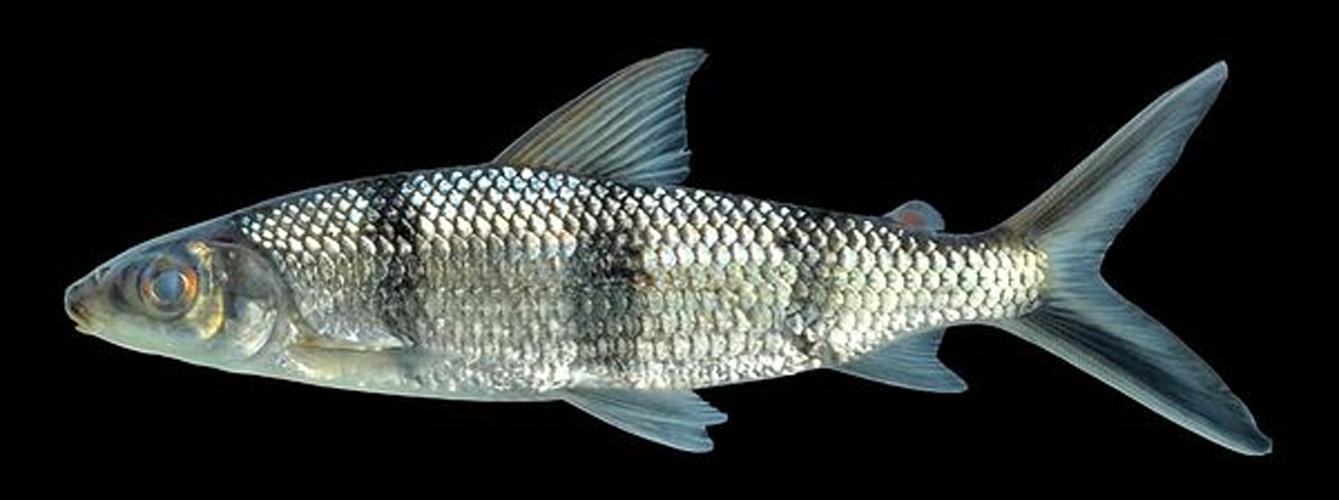 Hemiodus quadrimaculatus © Jonathan (Jon) Armbruster