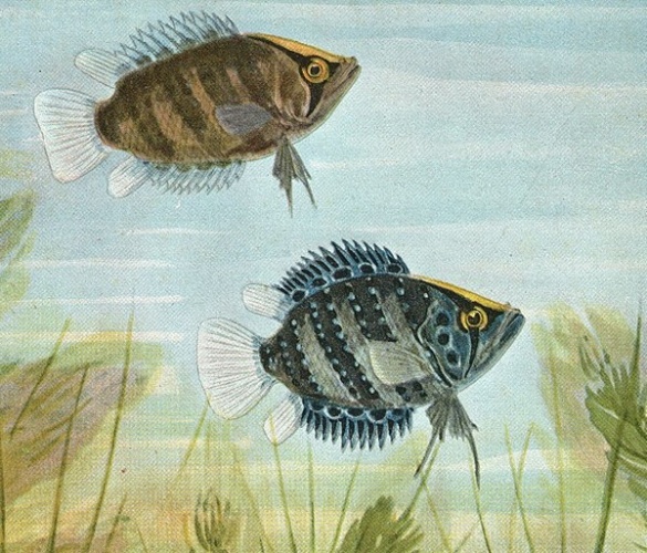 Polycentrus schomburgkii &copy; Wilhelm Schreitmüller (1870-1945).