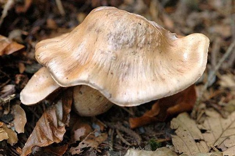 Cortinarius livido-ochraceus &copy; James K. Lindsey
