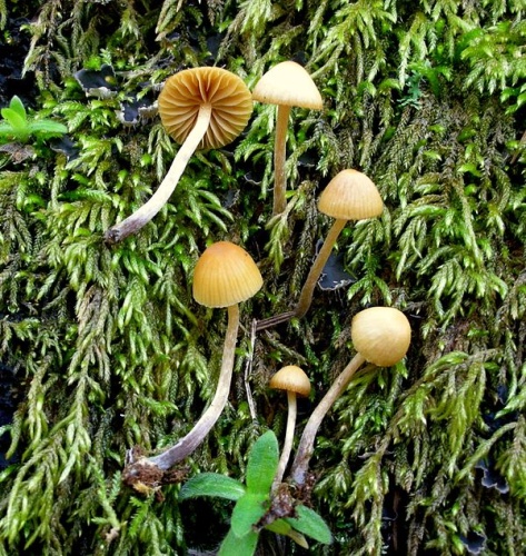 Galerina clavata &copy; This image was created by user <a rel="nofollow" class="external text" href="https://mushroomobserver.org/observer/show_user/9">Ron Pastorino (Ronpast)</a> at <a rel="nofollow" class="external text" href="https://mushroomobserver.org">Mushroom Observer</a>, a source for mycological images.<br>You can contact this user <a rel="nofollow" class="external text" href="https://mushroomobserver.org/observer/ask_user_question/9">here</a>.