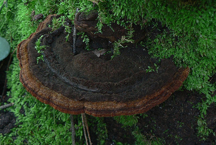 Phellinus torulosus © <ul><li>
<a href="//commons.wikimedia.org/wiki/File:PhellinusTorulosus_01.jpg" title="File:PhellinusTorulosus 01.jpg">PhellinusTorulosus_01.jpg</a>: <a href="//commons.wikimedia.org/wiki/User:Ascotti" title="User:Ascotti">Alessandro Scotti</a>
</li></ul>