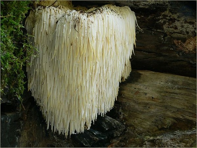 Hericium erinaceus © <a href="//commons.wikimedia.org/wiki/User:Lebrac" title="User:Lebrac">Lebrac</a>