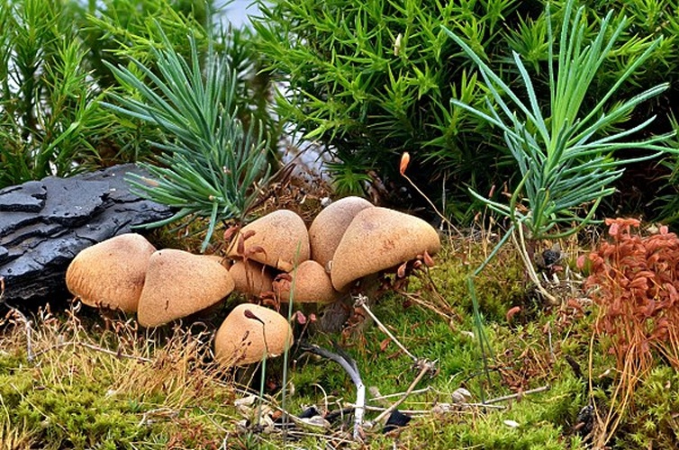 Gymnopilus odini &copy; <a href="//commons.wikimedia.org/w/index.php?title=User:Bartolome_joseph&amp;action=edit&amp;redlink=1" class="new" title="User:Bartolome joseph (page does not exist)">Bartolome joseph</a>
